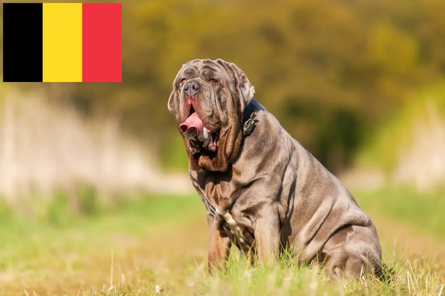 Přečtete si více ze článku Mastino Napoletano chovatelé a štěňata v Belgii