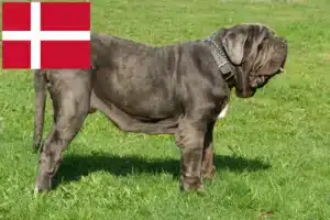 Přečtete si více ze článku Mastino Napoletano chovatelé a štěňata v Dánsku