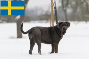 Přečtete si více ze článku Mastino Napoletano chovatelé a štěňata ve Švédsku