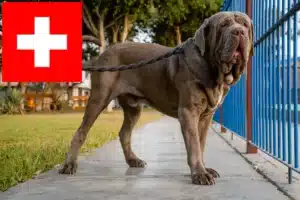 Přečtete si více ze článku Mastino Napoletano chovatelé a štěňata ve Švýcarsku