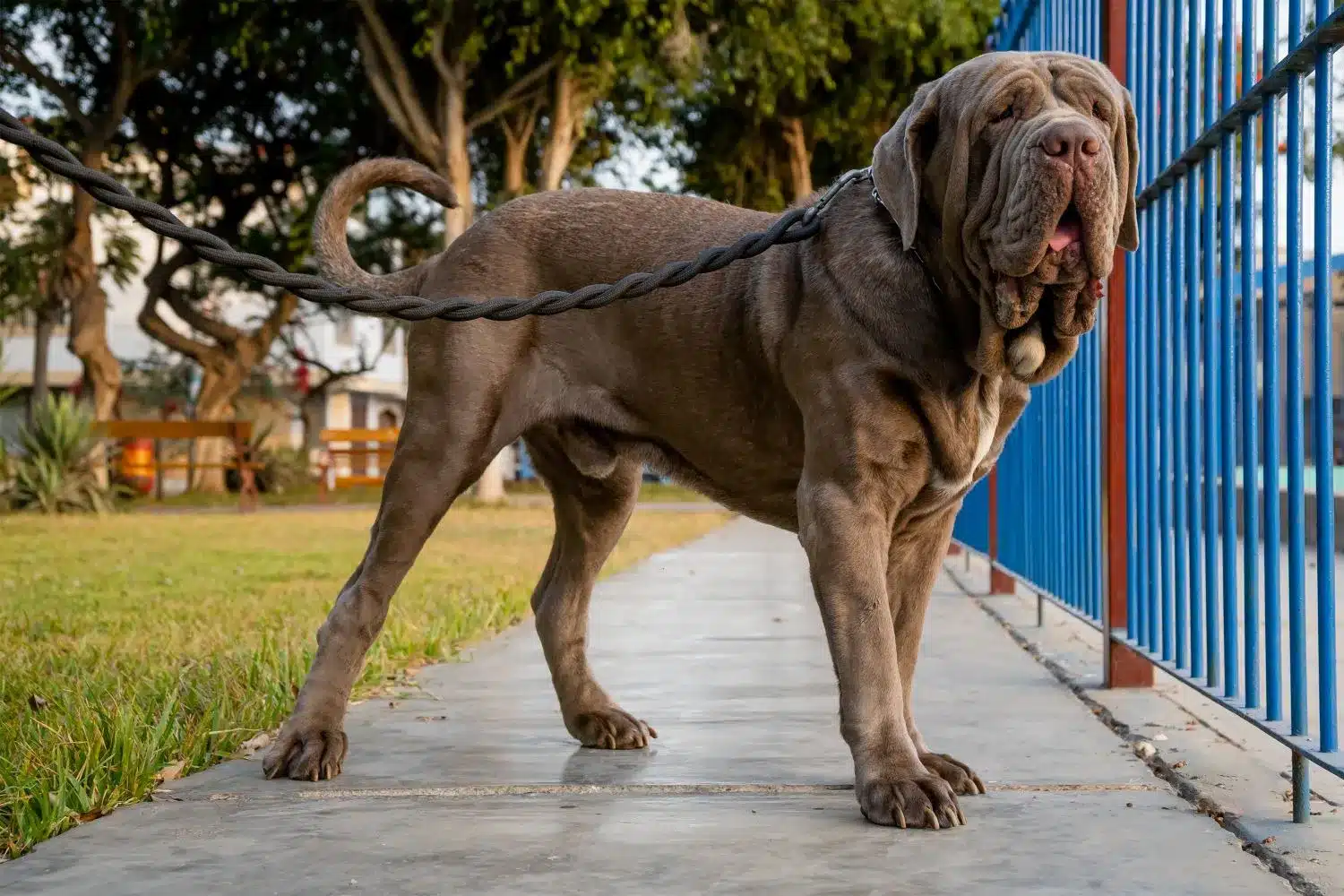 Přečtete si více ze článku Mastino Napoletano chovatel