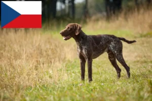 Přečtete si více ze článku Chovatelé německých krátkosrstých ohařů a štěňat v České republice