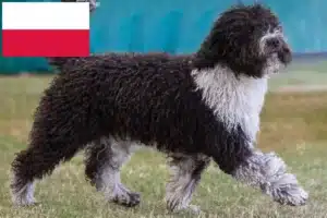 Přečtete si více ze článku Chovatelé a štěňata Perro de Agua Español v Polsku