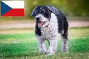 Přečtete si více ze článku Chovatelé a štěňata Perro de Agua Español v České republice