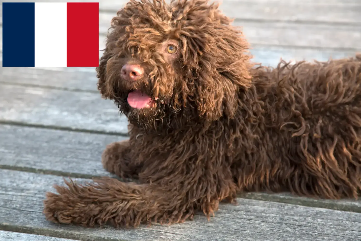 Přečtete si více ze článku Chovatelé a štěňata Perro de Agua Español ve Francii