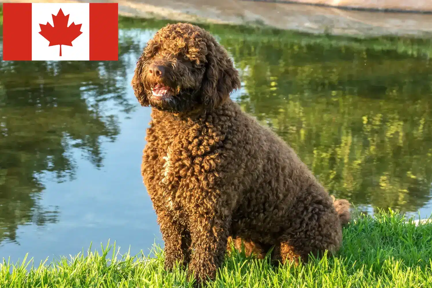 Přečtete si více ze článku Chovatelé a štěňata Perro de Agua Español v Kanadě