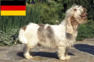 Přečtete si více ze článku Petit Basset Griffon Vendéen chovatelé a štěňata v Německu