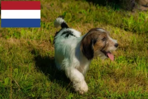 Přečtete si více ze článku Petit Basset Griffon Vendéen chovatelé a štěňata v Nizozemsku