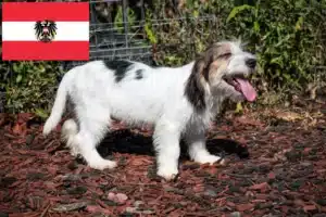 Přečtete si více ze článku Petit Basset Griffon Vendéen chovatelé a štěňata v Rakousku