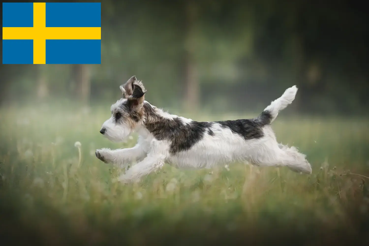 Přečtete si více ze článku Petit Basset Griffon Vendéen chovatelé a štěňata ve Švédsku