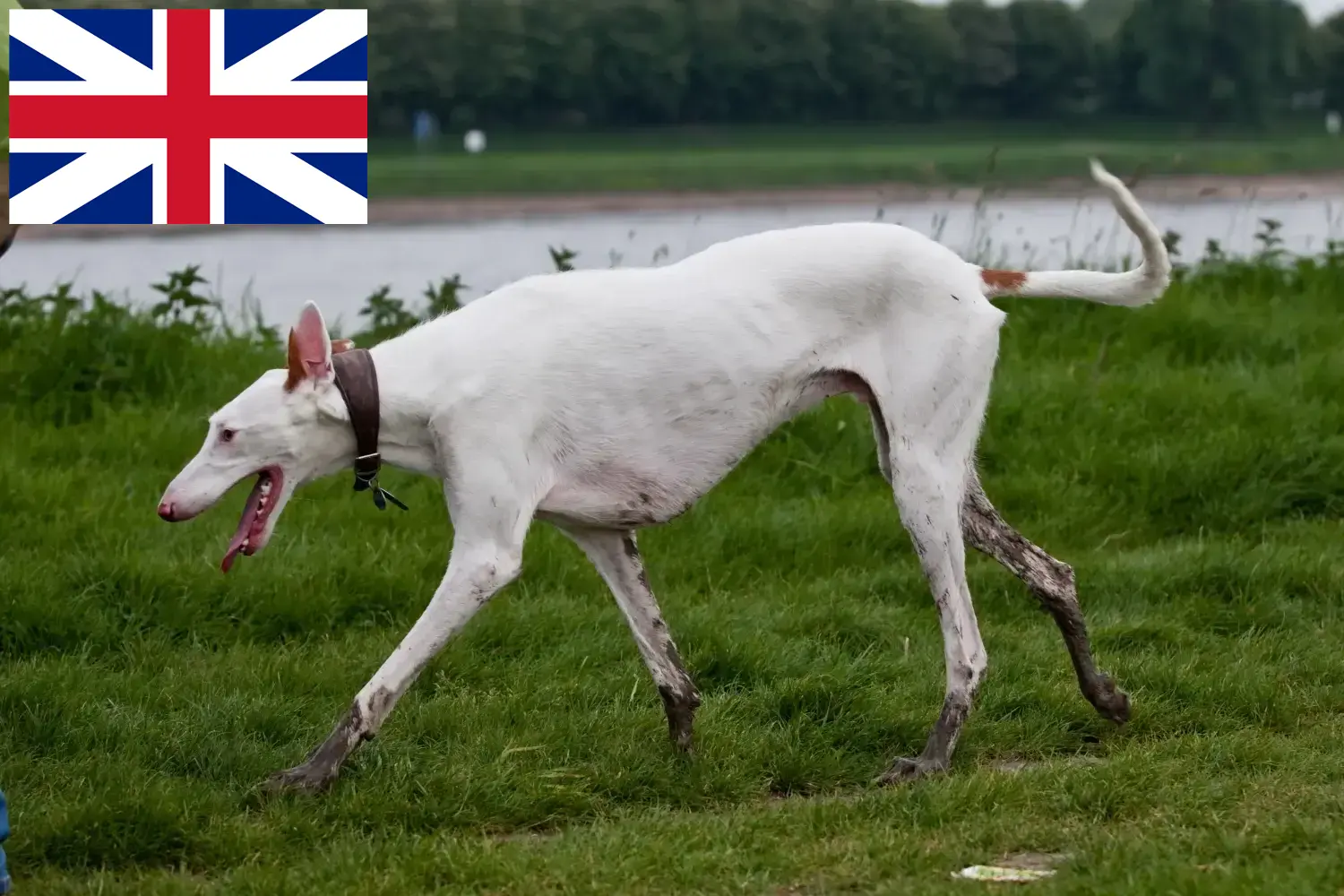 Přečtete si více ze článku Chovatelé a štěňata Podenco ve Velké Británii