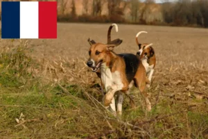 Přečtete si více ze článku Chovatelé poitevinů a štěňat ve Francii