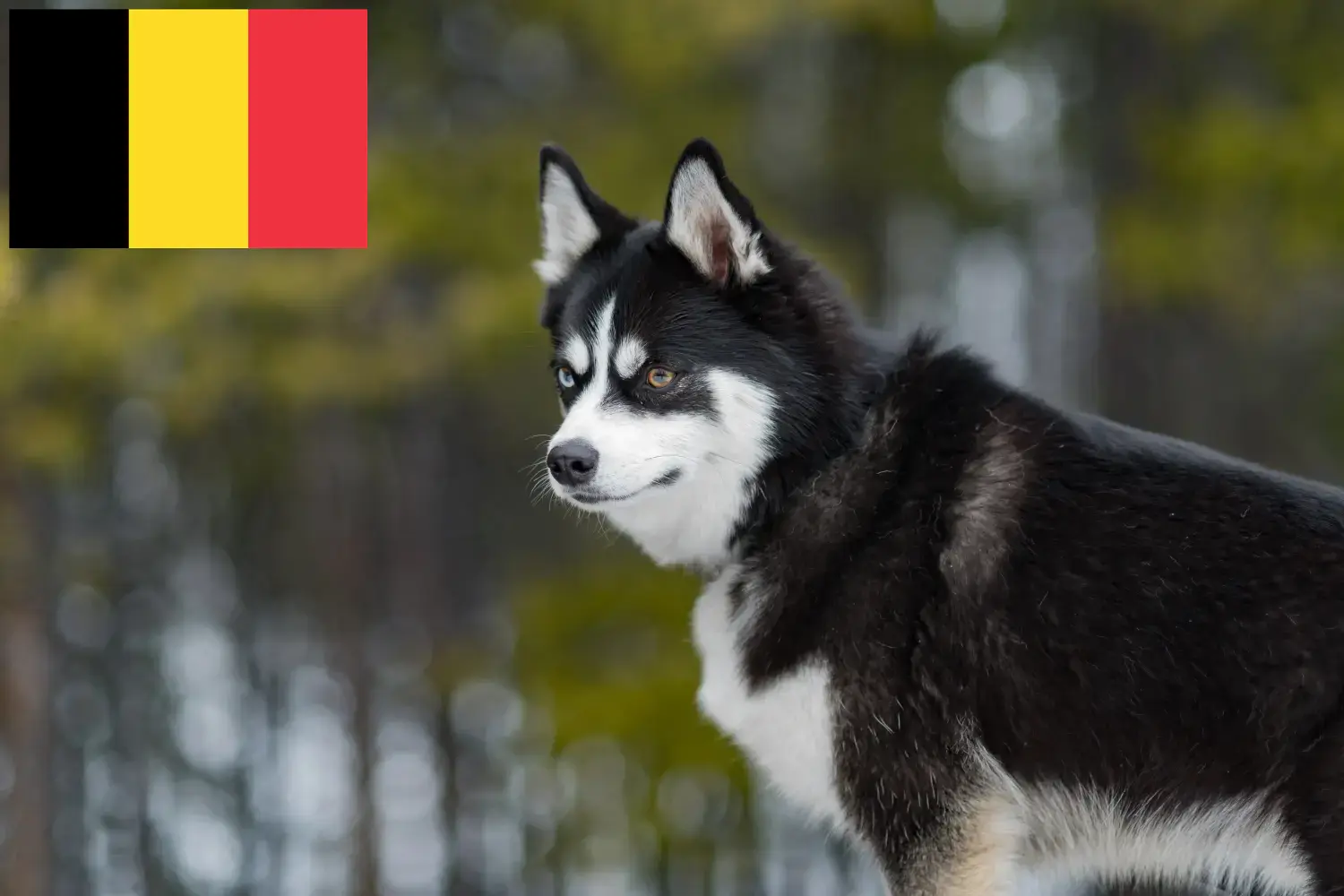 Přečtete si více ze článku Chovatelé a štěňata Pomsky v Belgii