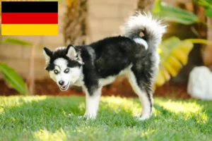 Přečtete si více ze článku Chovatelé a štěňata Pomsky v Německu