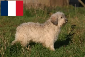 Přečtete si více ze článku Chovatelé PON a štěňata ve Francii