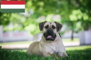 Přečtete si více ze článku Chovatelé Presa Canario a štěňata v Maďarsku