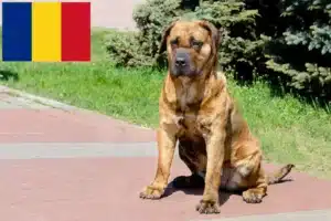 Přečtete si více ze článku Chovatelé Presa Canario a štěňata v Rumunsku