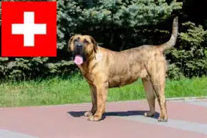 Přečtete si více ze článku Chovatelé Presa Canario a štěňata ve Švýcarsku