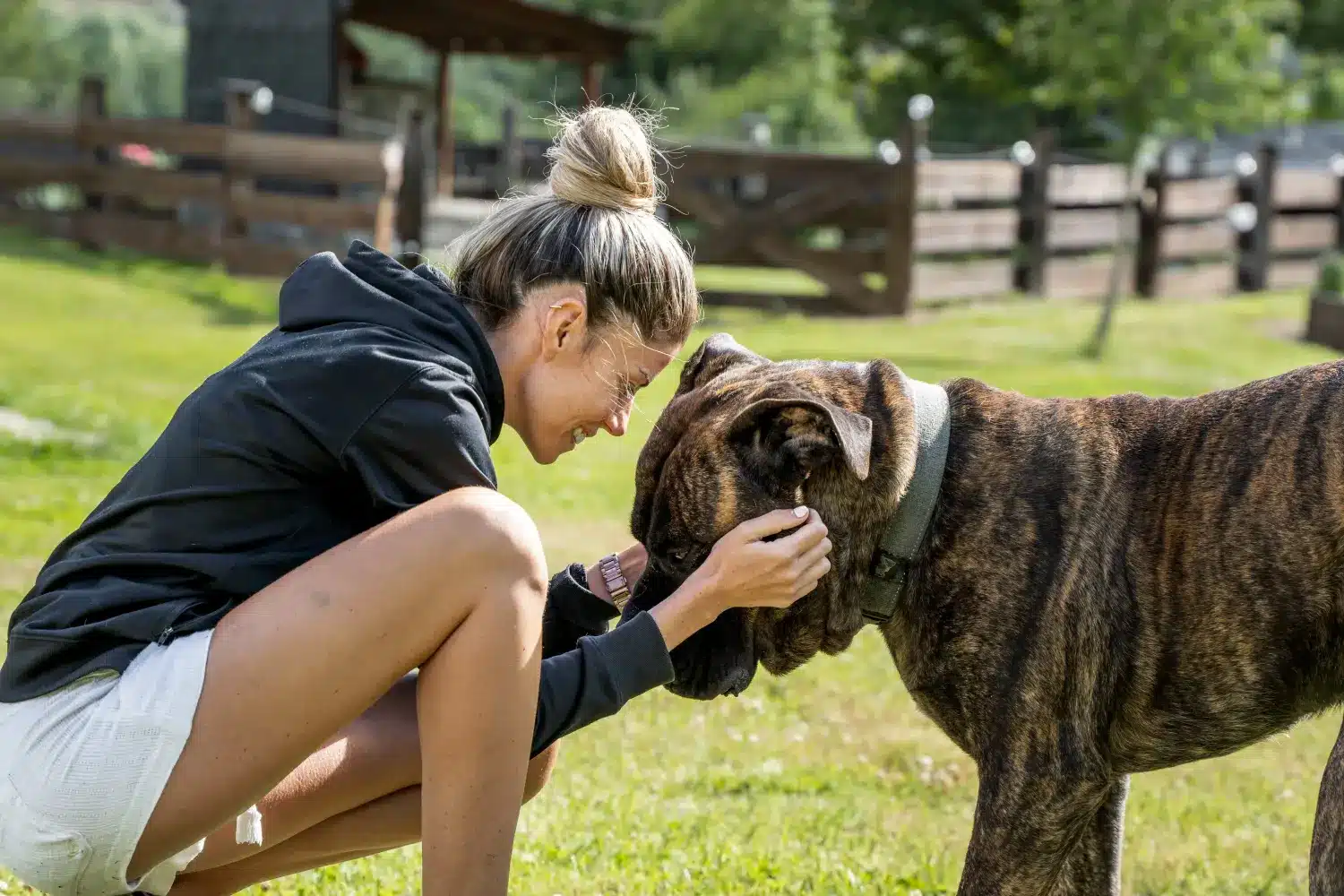 Proč miluji Presa Canario