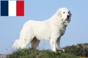 Přečtete si více ze článku Chovatelé pyrenejských horských psů a štěňat ve Francii