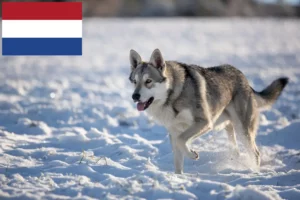 Přečtete si více ze článku Chovatelé vlkodavů Saarloos a štěňata v Nizozemsku