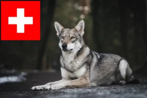 Přečtete si více ze článku Chovatelé vlkodavů Saarloos a štěňata ve Švýcarsku
