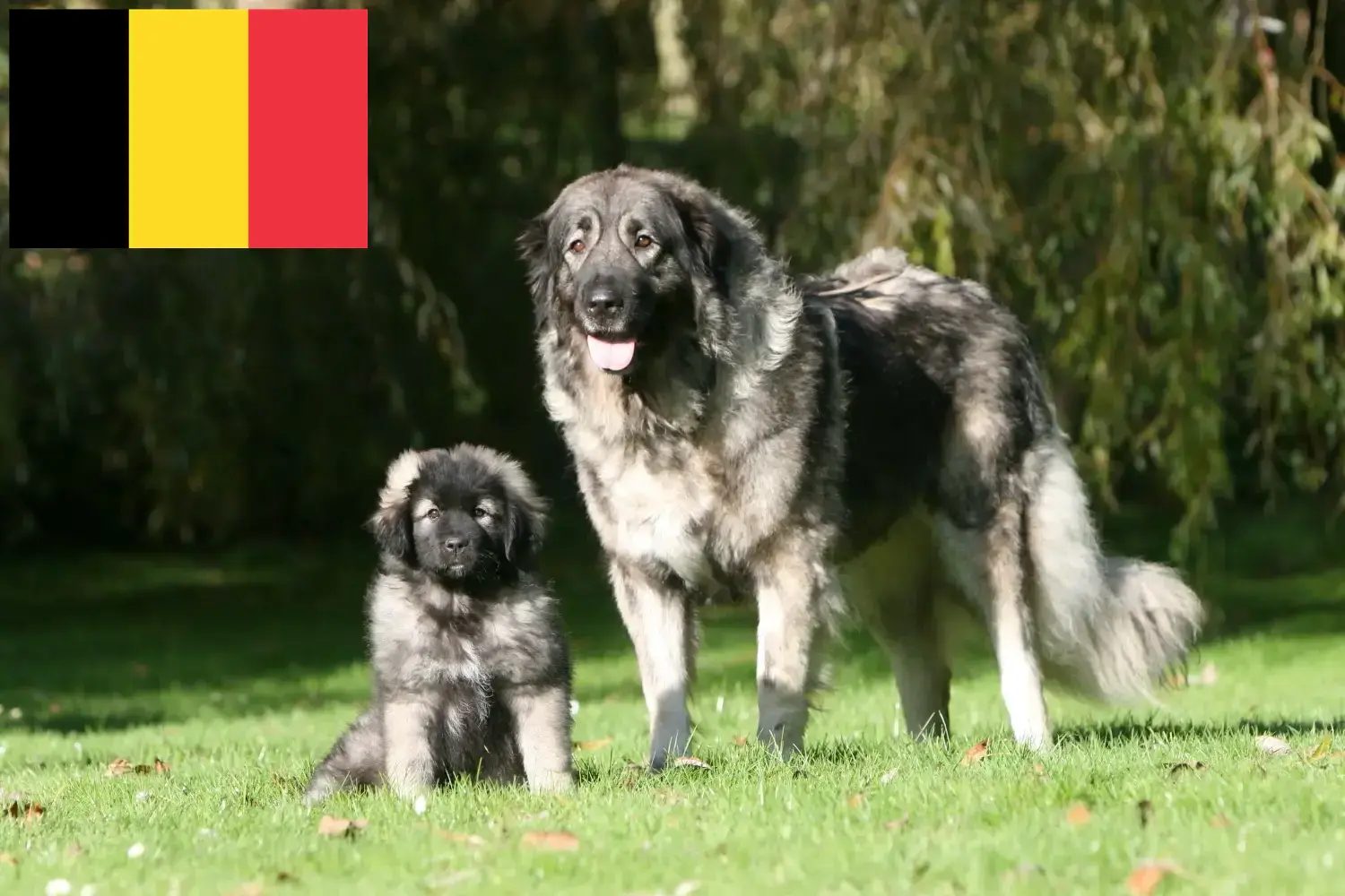 Přečtete si více ze článku Šarplaninac chovatelé a štěňata v Belgii