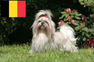 Přečtete si více ze článku Chovatelé shih tzu a štěňata v Belgii