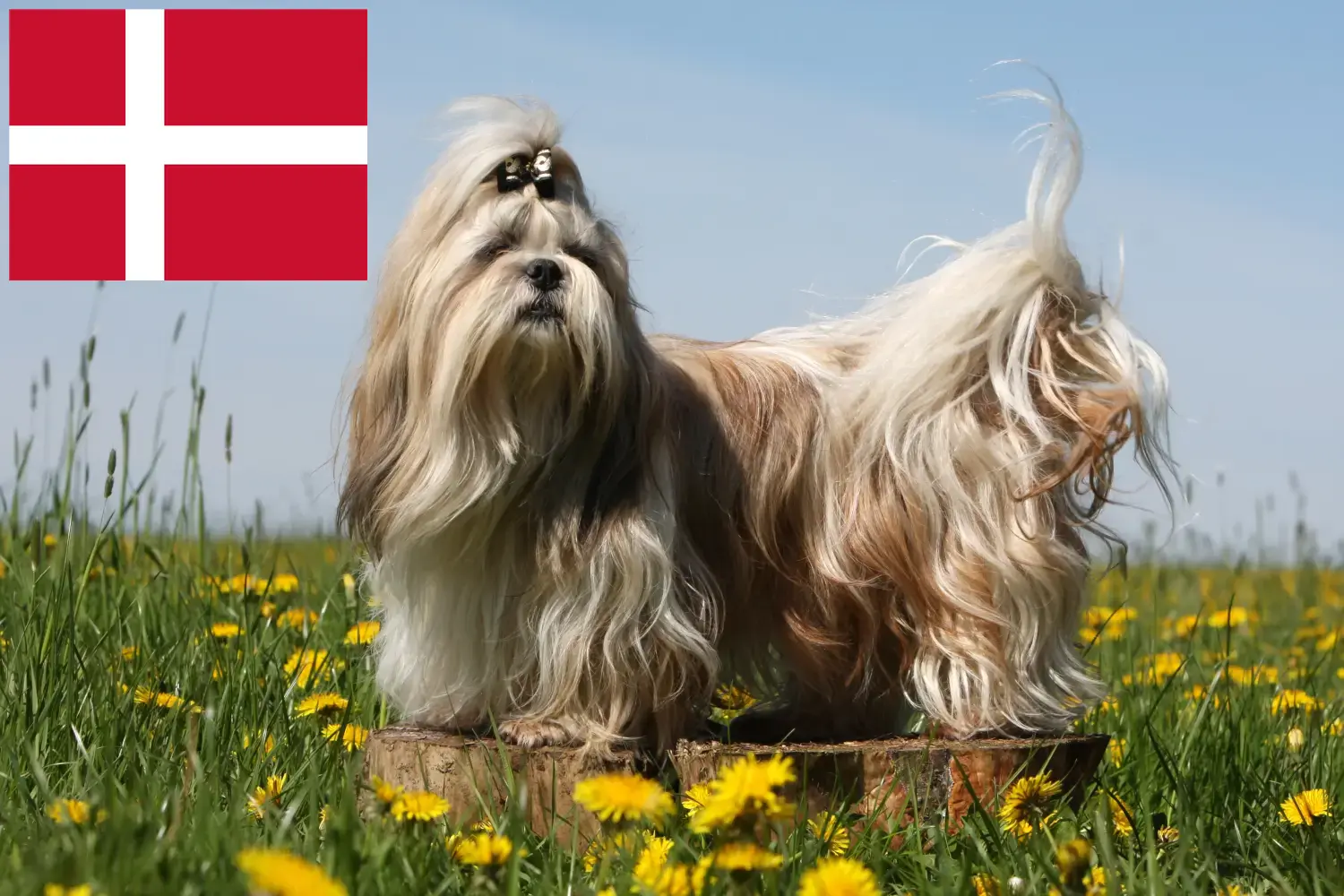 Přečtete si více ze článku Chovatelé shih tzu a štěňata v Dánsku