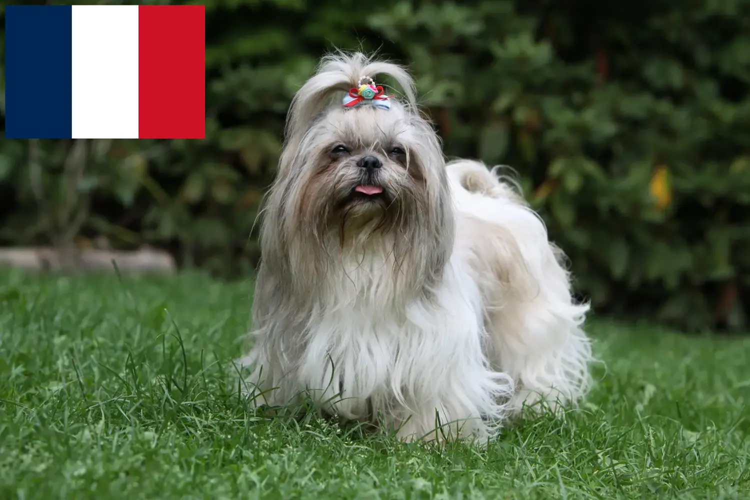 Přečtete si více ze článku Chovatelé shih tzu a štěňata ve Francii