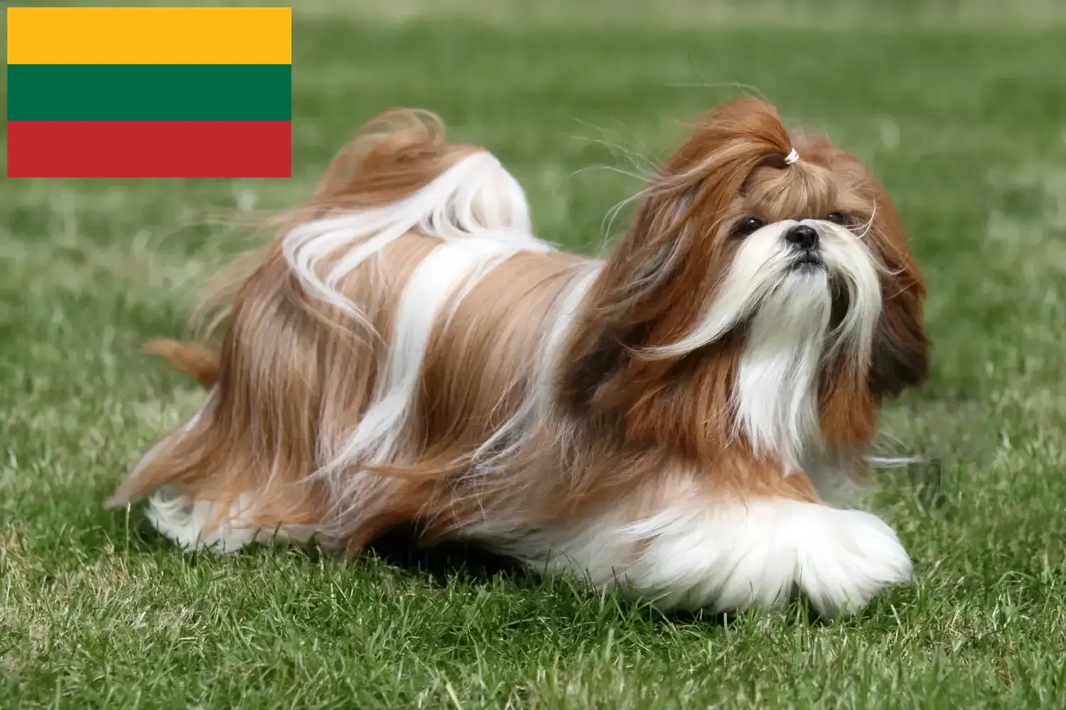 Přečtete si více ze článku Chovatelé shih tzu a štěňata v Litvě