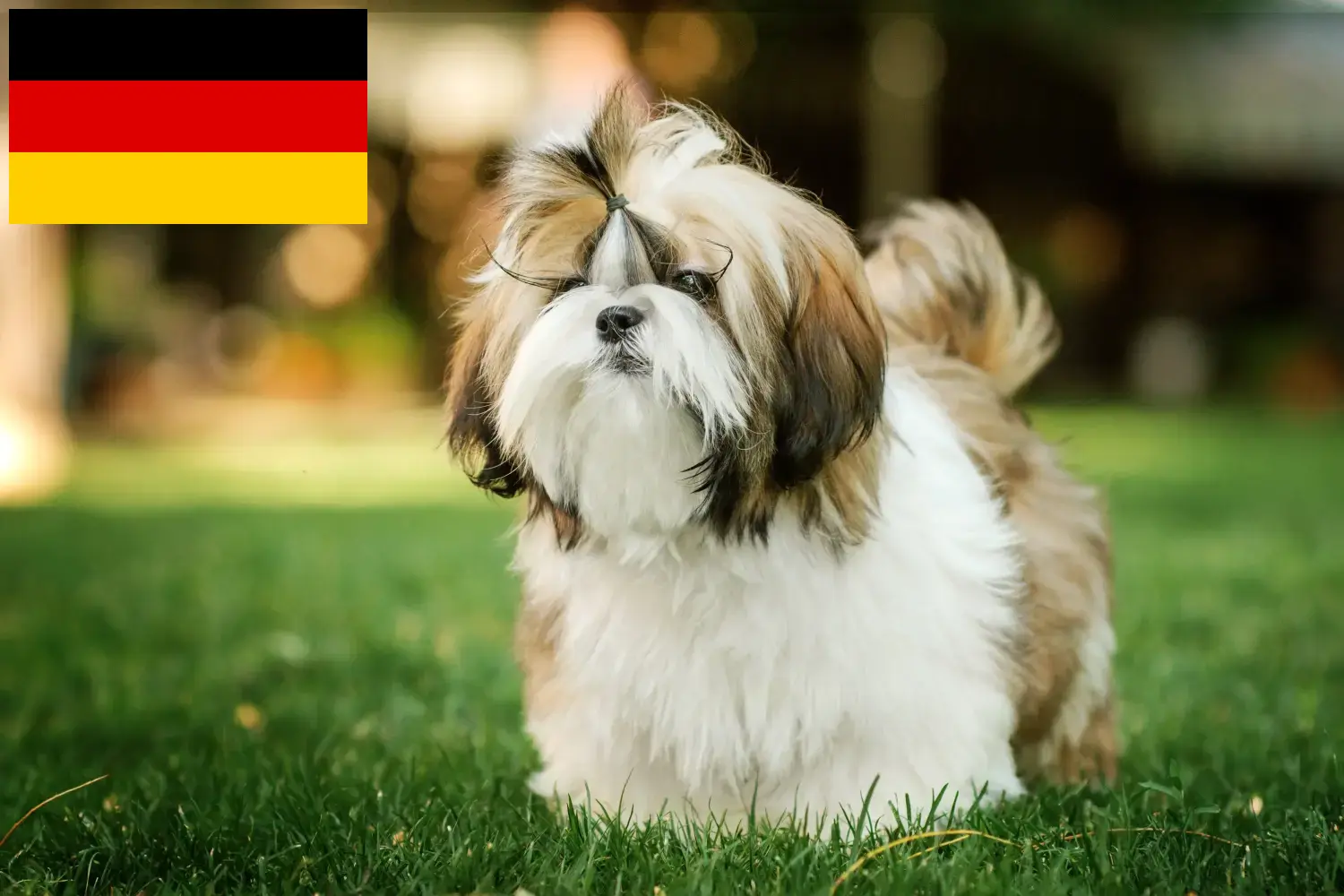 Přečtete si více ze článku Chovatelé shih tzu a štěňata v Německu