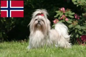 Přečtete si více ze článku Chovatelé shih tzu a štěňat v Norsku