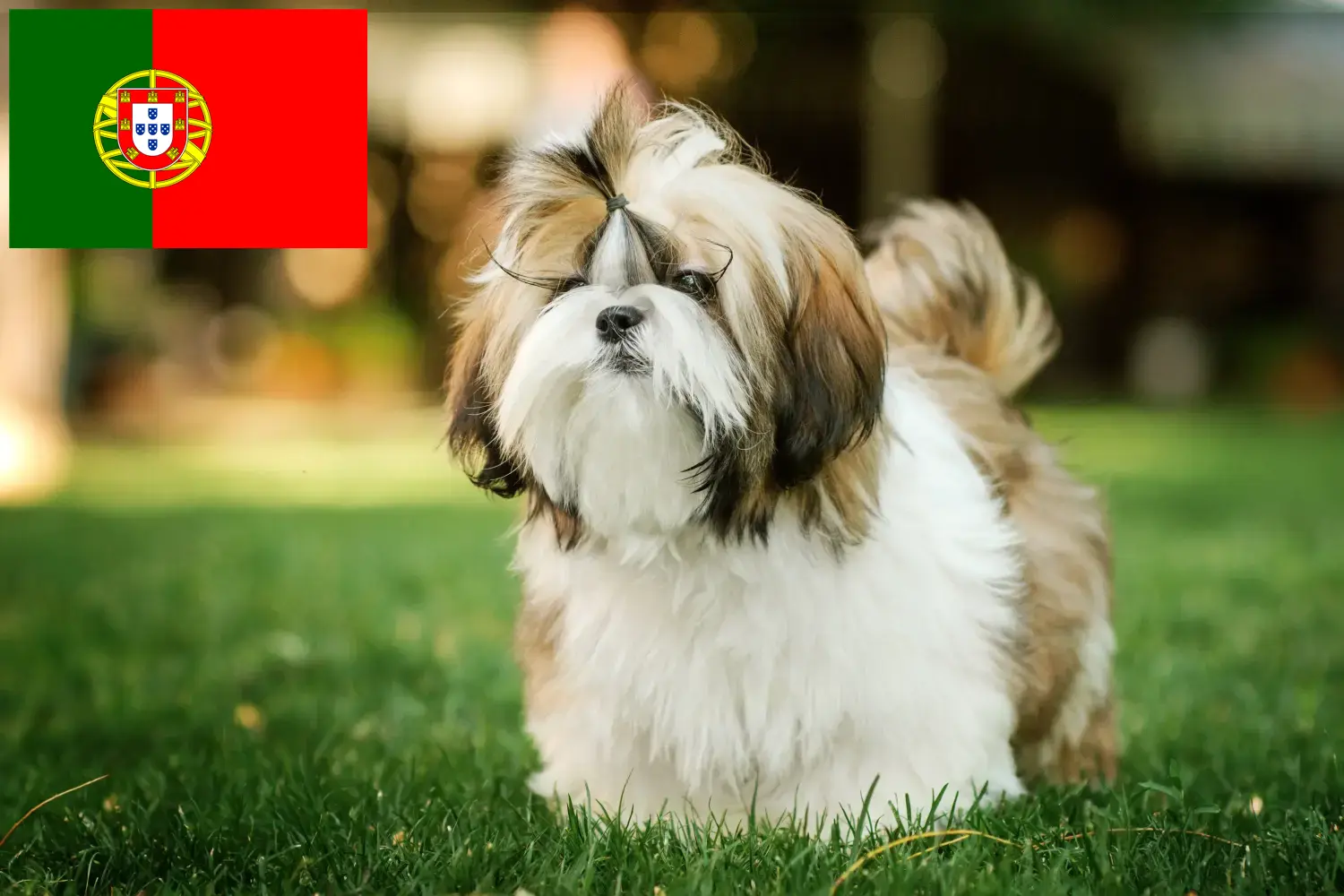 Přečtete si více ze článku Chovatelé shih tzu a štěňata v Portugalsku