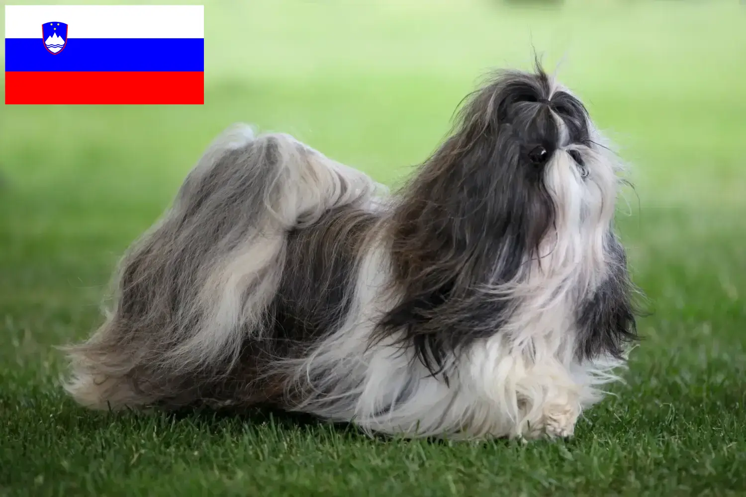 Přečtete si více ze článku Chovatelé shih tzu a štěňata ve Slovinsku