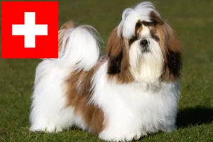 Přečtete si více ze článku Chovatelé shih tzu a štěňata ve Švýcarsku