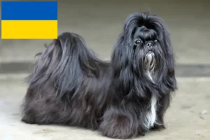 Přečtete si více ze článku Chovatelé shih tzu a štěňat na Ukrajině