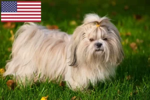 Přečtete si více ze článku Chovatelé shih tzu a štěňata v USA