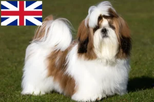 Přečtete si více ze článku Chovatelé shih tzu a štěňat ve Velké Británii