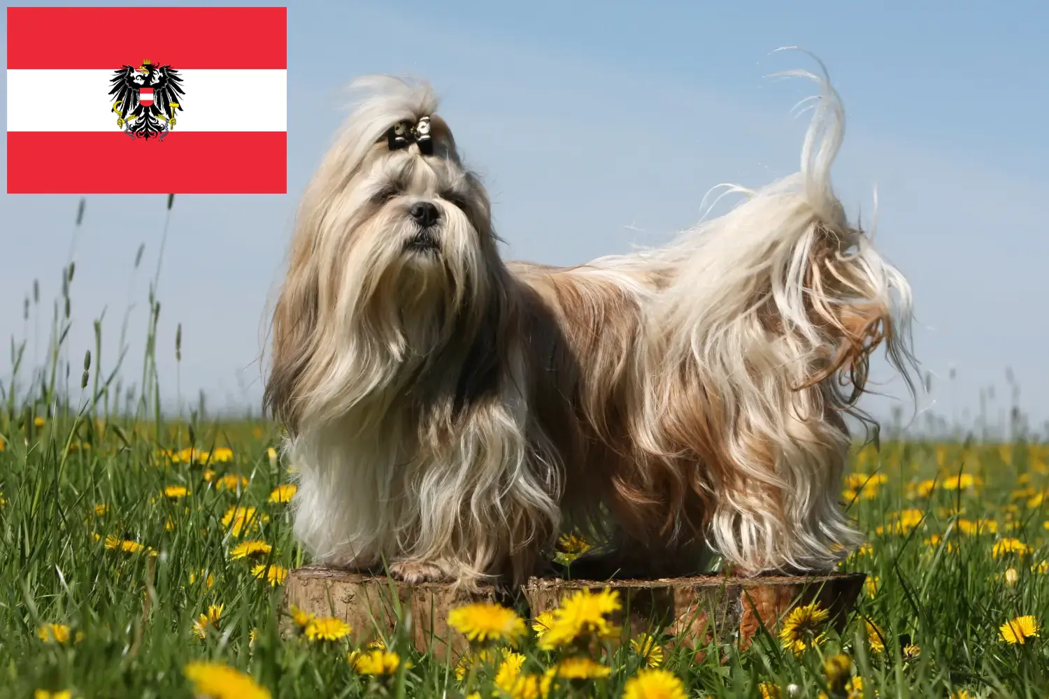 Přečtete si více ze článku Chovatelé shih tzu a štěňata v Rakousku