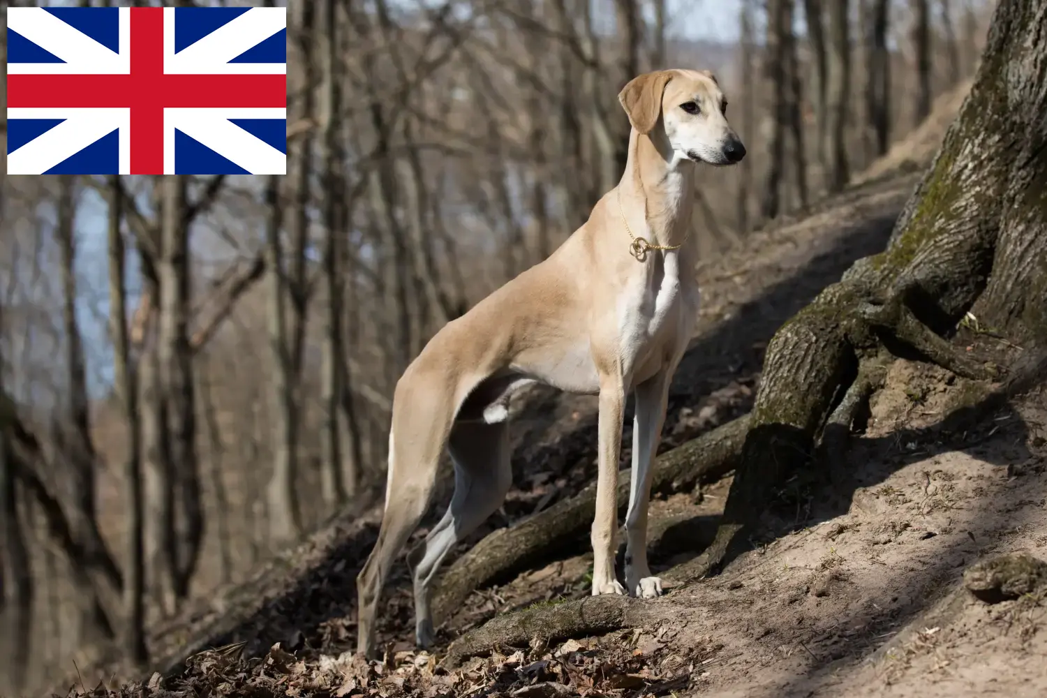 Přečtete si více ze článku Chovatelé a štěňata Sloughi ve Velké Británii