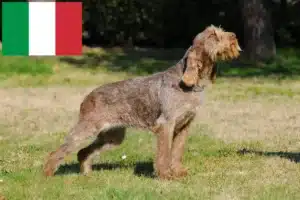 Přečtete si více ze článku Spinone Italiano chovatelé a štěňata v Itálii