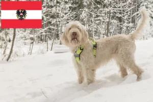 Přečtete si více ze článku Chovatelé a štěňata Spinone Italiano v Rakousku