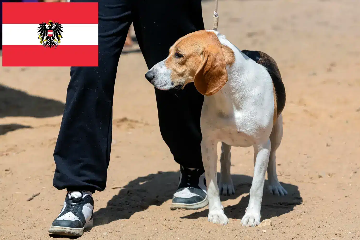 Přečtete si více ze článku Chovatelé švýcarských nížinných psů a štěňata v Rakousku