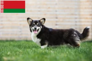 Přečtete si více ze článku Chovatelé velšských corgiů a štěňat v Bělorusku