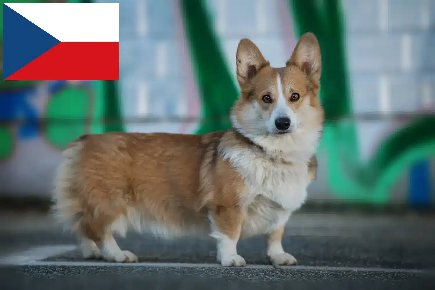 Přečtete si více ze článku Chovatelé velšských corgiů a štěňat v České republice