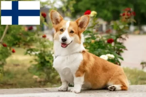 Přečtete si více ze článku Chovatelé velšských corgiů a štěňat ve Finsku