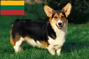 Přečtete si více ze článku Chovatelé velšských corgiů a štěňat v Litvě