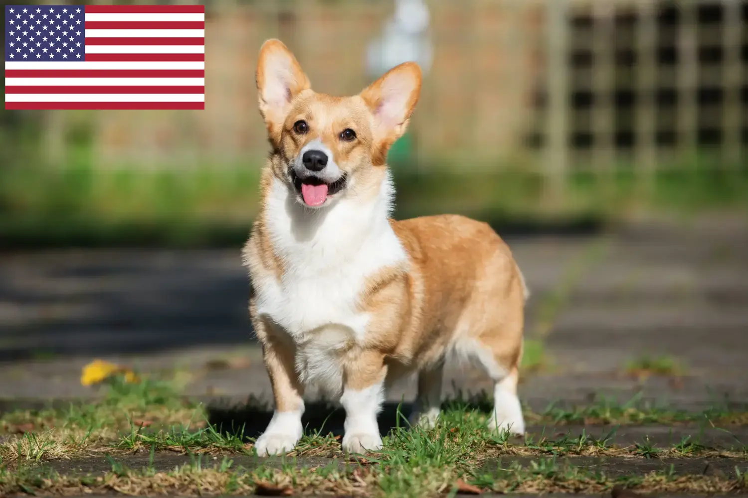 Přečtete si více ze článku Chovatelé velšských corgiů a štěňat v USA