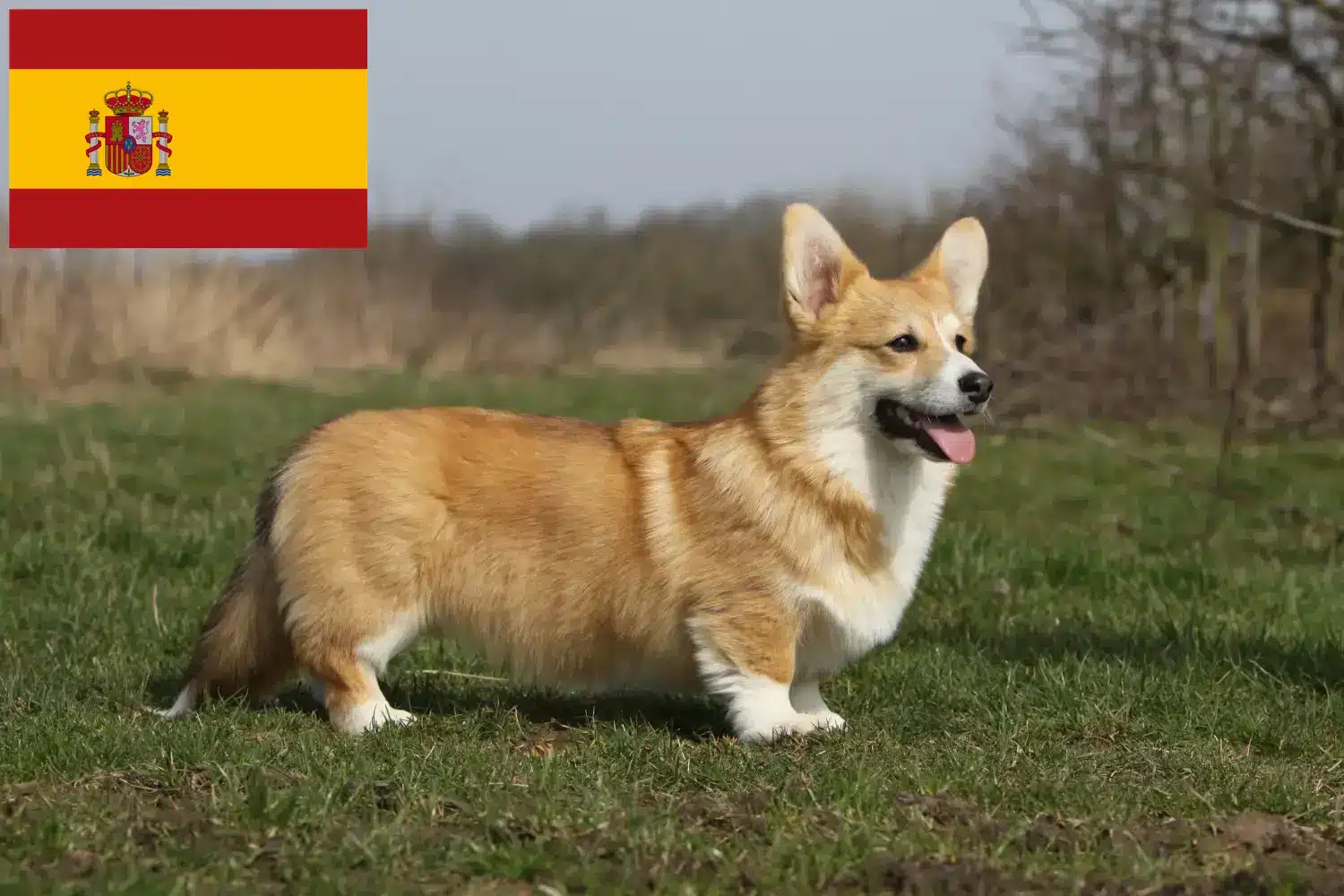 Přečtete si více ze článku Chovatelé velšských corgiů a štěňat ve Španělsku